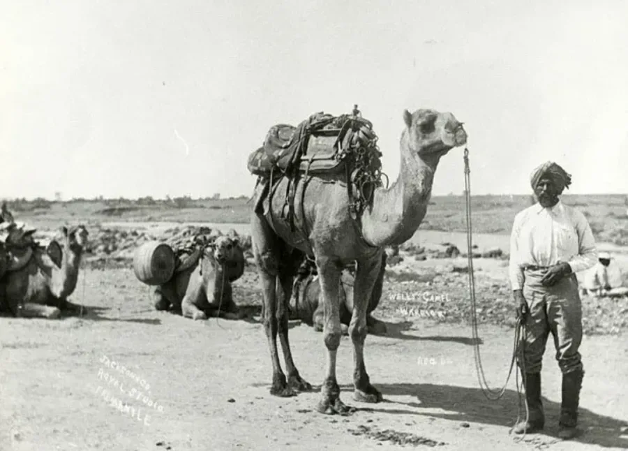 Australias Afghan cameleers png